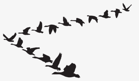 Goose Clip Art Bird Flight Vector Graphics - Kaname Akamatsu Flying Geese Model, HD Png Download, Free Download