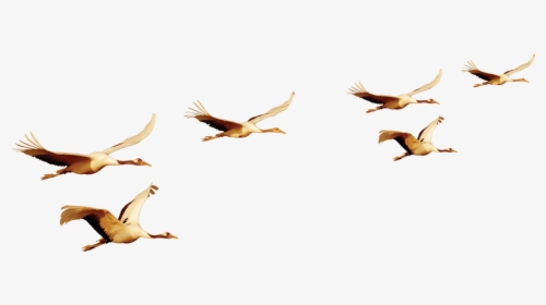 Bird Flight Bird Flight Euclidean Vector - Flock, HD Png Download, Free Download