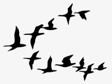 Bird Vector Art - Cartoon Black And White Birds, HD Png Download, Free Download