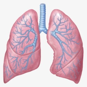 Gifs Y Fondos Paz - Lungs Png, Transparent Png, Free Download