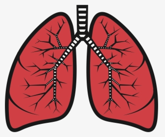 Lung Clip Art Surgery - Lungs Clipart, HD Png Download, Free Download