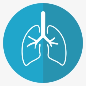 Pulmones, Pulmón Icono, Respiración, Anatómica - Icon Lungs Png, Transparent Png, Free Download