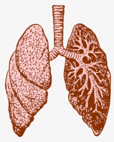 Pulmones, Órgano, Humana, Diagrama, Medicina - Fractales En El Cuerpo Humano, HD Png Download, Free Download