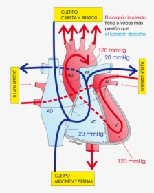 Presion Arterial Pulmonar Normal, HD Png Download, Free Download