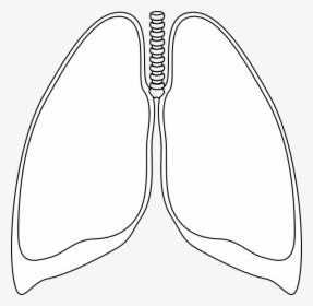 Pulmones, Claro, Bronquios, Humana, Anatomía - White Lungs, HD Png Download, Free Download