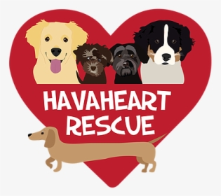 Havaheartrescue-01 - Border Collie, HD Png Download, Free Download