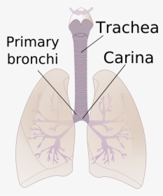 Carina Of Trachea, HD Png Download, Free Download