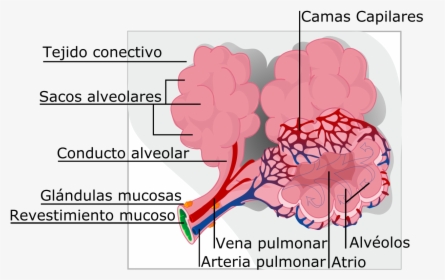 Diagram Of Alveoli, HD Png Download, Free Download