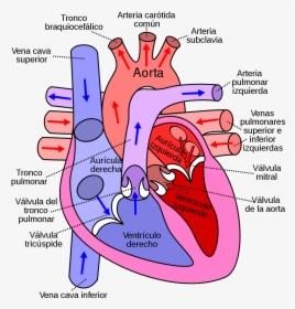 Corazã³n Humano - Side Of The Heart Pumps Blood, HD Png Download - kindpng