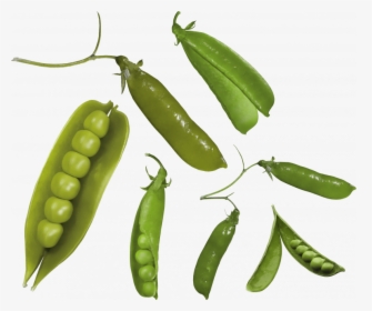 Free Download Of Pea Png Picture - Snow Peas, Transparent Png, Free Download