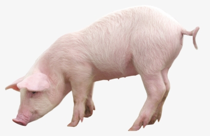 Pig Png, Transparent Png, Free Download