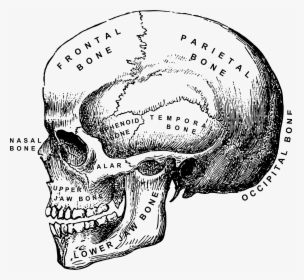 Clip Art Human Skull Clipart - Vintage Skull Anatomical Drawing, HD Png Download, Free Download