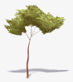 Stone Pine Tree 33d View"  Class="mw 100 Mh 100 Pol - Stonepine Tree, HD Png Download, Free Download