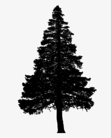 Pine Tree Silhouette - Pine Tree Silhouette Png, Transparent Png, Free Download