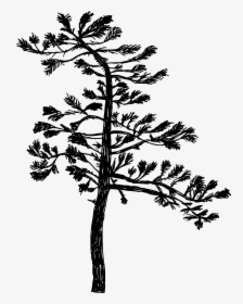 Pond Pine - Silhowtte Drawing, HD Png Download, Free Download
