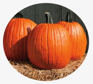 Pumpkin - Carve Out Some Time For Your Spine, HD Png Download, Free Download