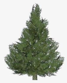 Silver Fir Tree - Fir Christmas Tree, HD Png Download, Free Download