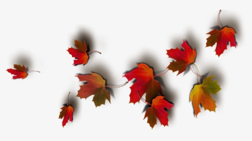 Today Feels Like A Real Autumn Day - Real Leaves Png Fall Leaf Transparent Background, Png Download, Free Download