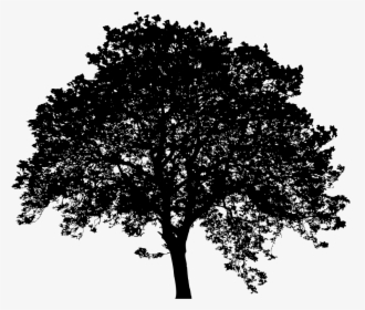 Silhouette Black Leaf Sky Plc - Big Tree Black And White Png, Transparent Png, Free Download