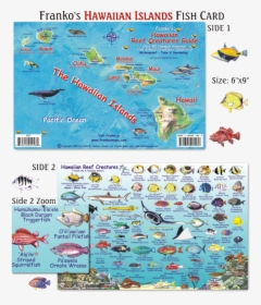 Hawaiian Reef Fish, HD Png Download, Free Download