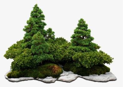Bonsai Tree With Transparent Background, HD Png Download, Free Download