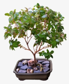Bonsai, Myrtle, Tree - Ficus Bonsai Tree, HD Png Download, Free Download