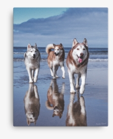 Dog Collectables Alaskan Malamute Great Sled Dog Print - Husky Squad, HD Png Download, Free Download