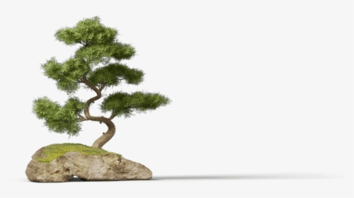 Bonsai Pine Png, Transparent Png, Free Download