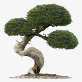 Bonsai Tree Of Life, HD Png Download, Free Download