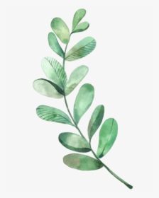 #tree-branch #tree #trees #leaves #leave #olivebranch - Watercolor Eucalyptus, HD Png Download, Free Download