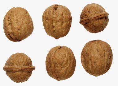 Walnut Png Image - Грецкий Орех Пнг, Transparent Png, Free Download