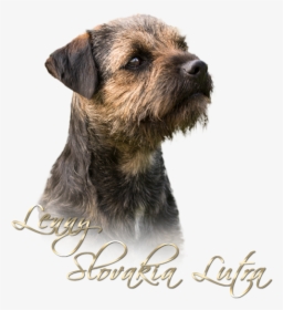 Lenny - Border Terrier, HD Png Download, Free Download