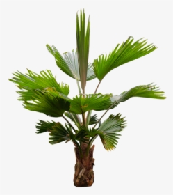Nature, Tree, Palm, Isolated, Palm Fronds, Exotic - Fronda De Arboles Png, Transparent Png, Free Download