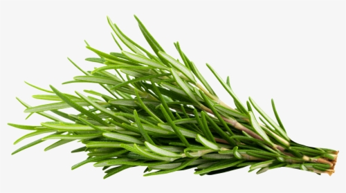 Transparent Rosemary Png - Rosemary Transparent, Png Download, Free Download