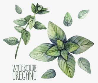 Transparent Mint Leaves Png - Herbs Watercolor Free, Png Download, Free Download