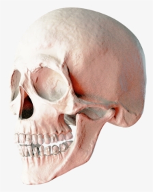 Skull Png Transparent - 2 Skulls Png, Png Download, Free Download
