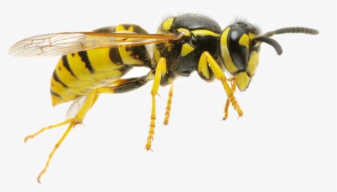 Wasp Png, Transparent Png, Free Download