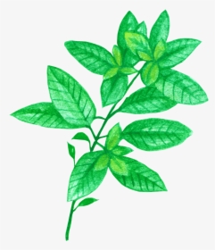 Basil For Tea - Herbal, HD Png Download, Free Download