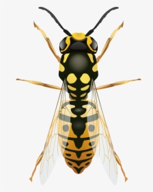 Wasp Png - Transparent Wasp Clipart, Png Download, Free Download