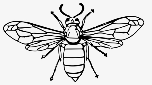 Insect Clip Art Transprent - Hornet Insect Line Drawing, HD Png Download, Free Download