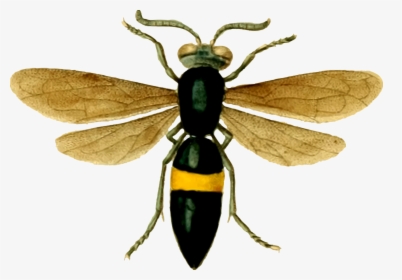 Transparent Wasp, HD Png Download, Free Download