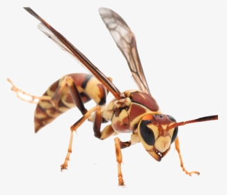 Hornet Png Background - Six Leg Animals, Transparent Png, Free Download