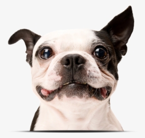 Happy Dog White Background, HD Png Download, Free Download