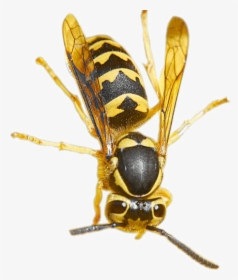 Wasp Png Pic - Wasp Meaning In Hindi, Transparent Png, Free Download