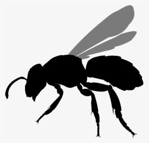 File Halictus Rubicundus Silhouette - Transparent Bee Silhouette, HD Png Download, Free Download