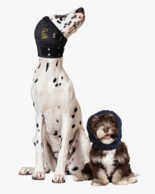 Medical Head Cover Dogs, HD Png Download, Free Download