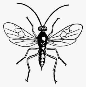 Animal, Hornet, Insect, Wasp - Bald Faced Hornet Drawing, HD Png Download, Free Download