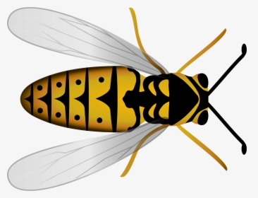 Vector Insects Hornet - Top Of A Bee, HD Png Download, Free Download