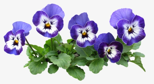 Pansy, Flowers, Plant, Nature, Garden, Flowerbed - Pansy Flower Png, Transparent Png, Free Download
