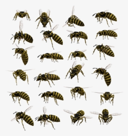 Wasp, Yellowjacket, Hornet, Insect, Bug, Isolated - スズメバチ の シルエット, HD Png Download, Free Download